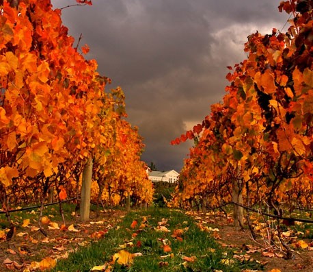 正版最便宜的在线短信轰炸机