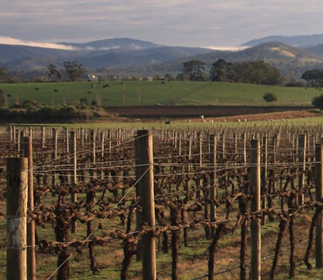 在线短信呼死你